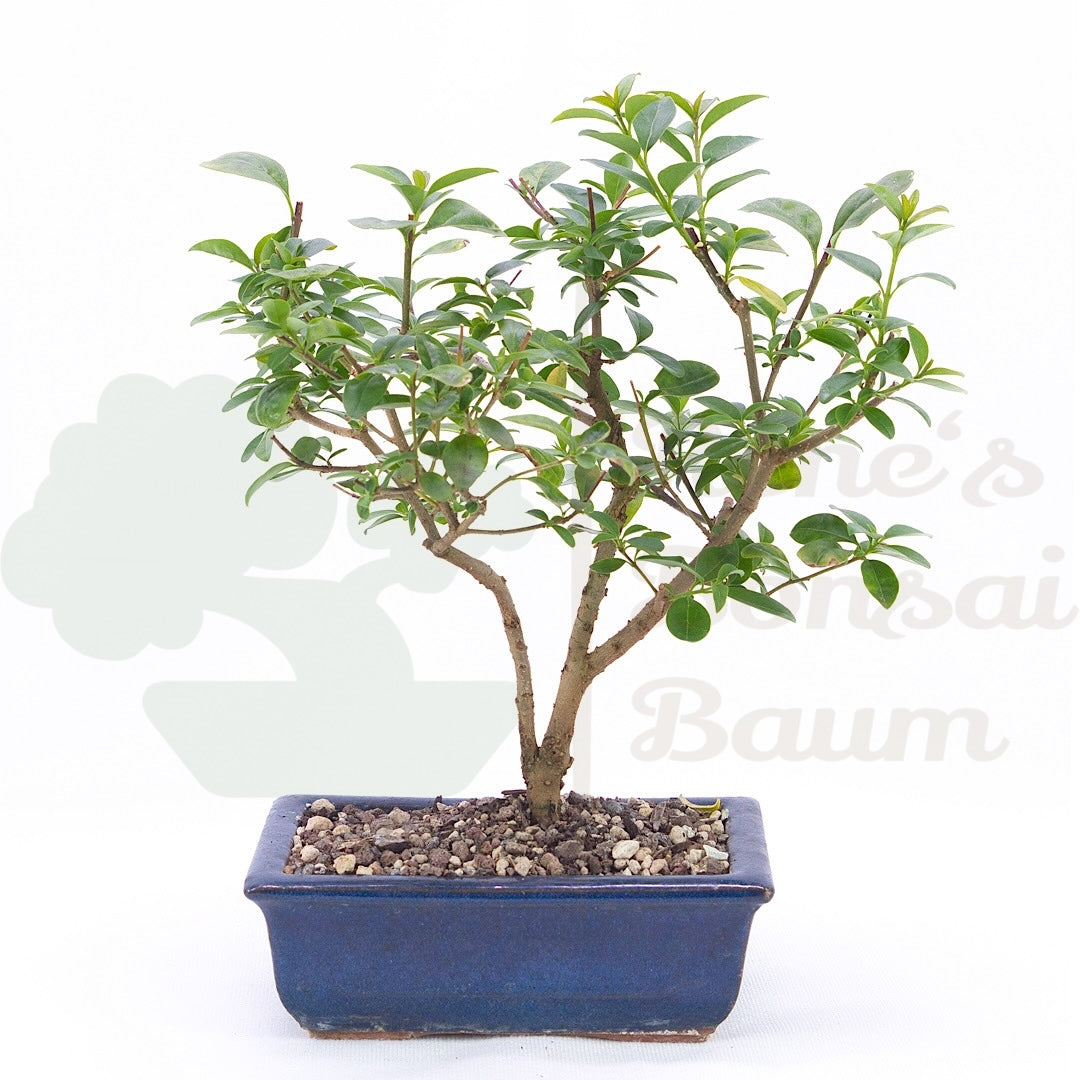 Gewöhnlichen Liguster ‚Ligustrum vulgare‘